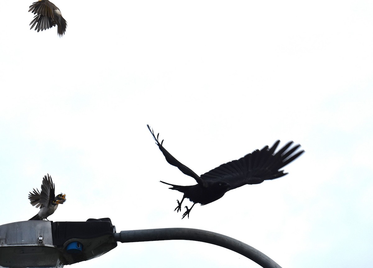 Torresian Crow - ML646105435