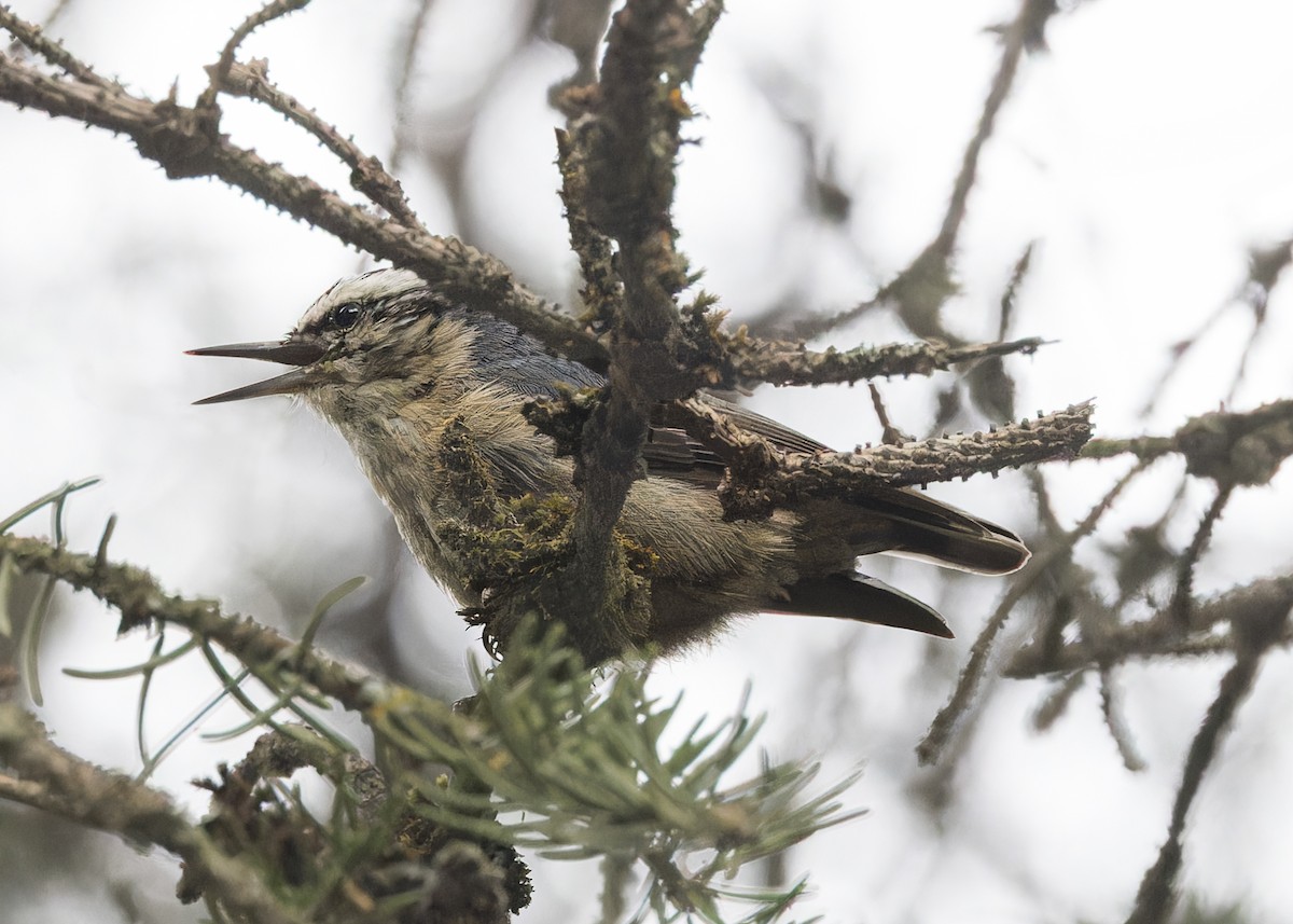 Snowy-browed Nuthatch - ML646105437