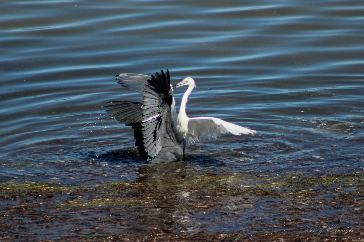 Little Blue Heron - ML646105448