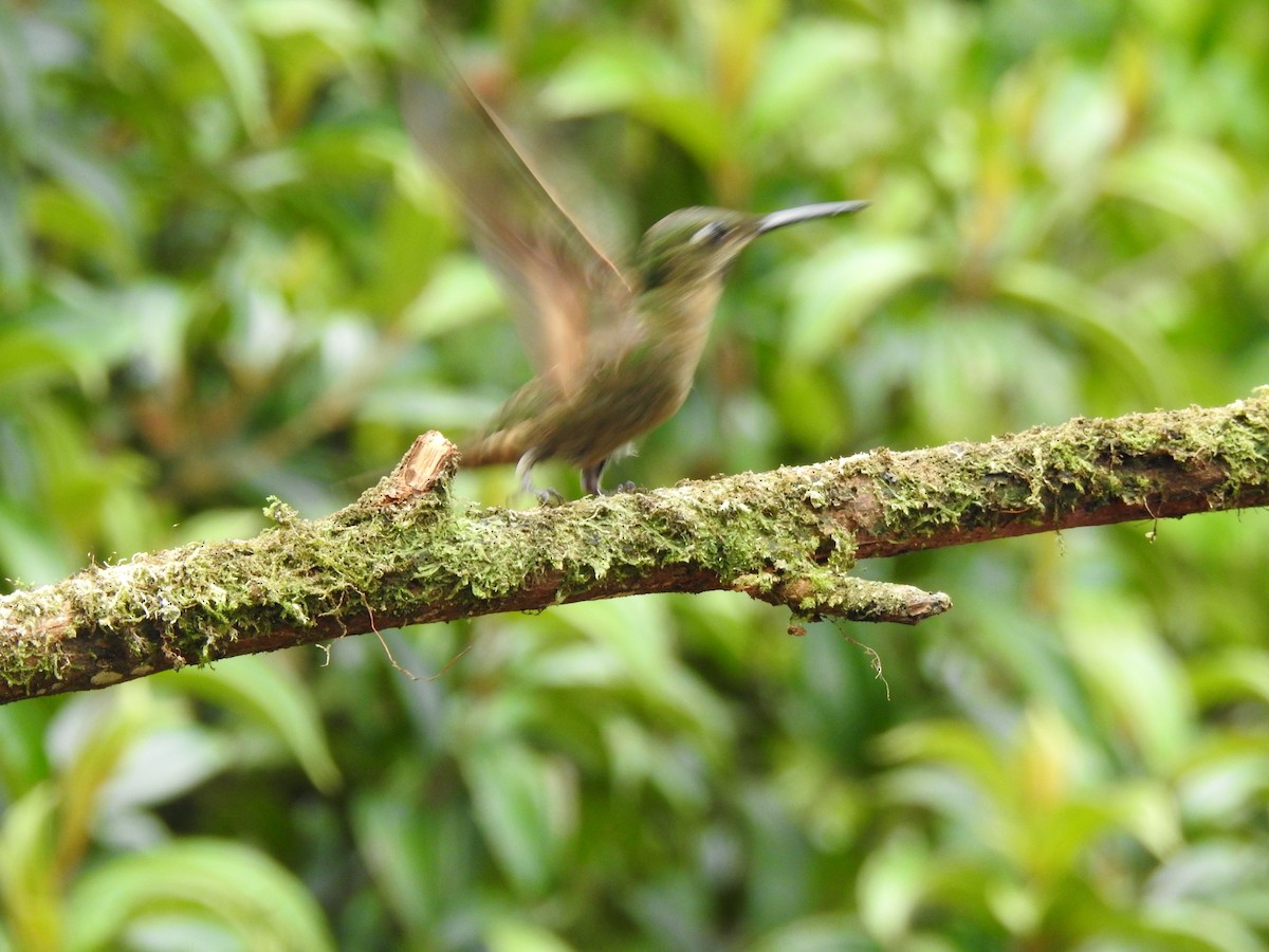 Fawn-breasted Brilliant - ML646105464
