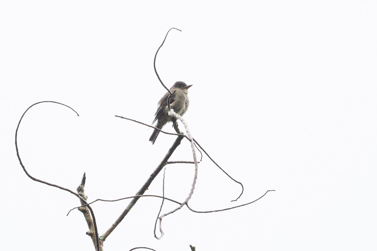 Olive-sided Flycatcher - ML646105469