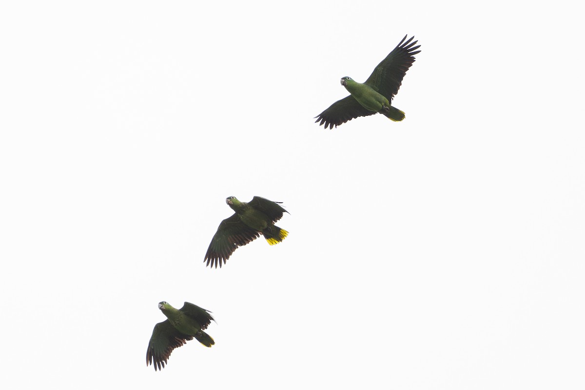 Mealy Amazon - ML646105470