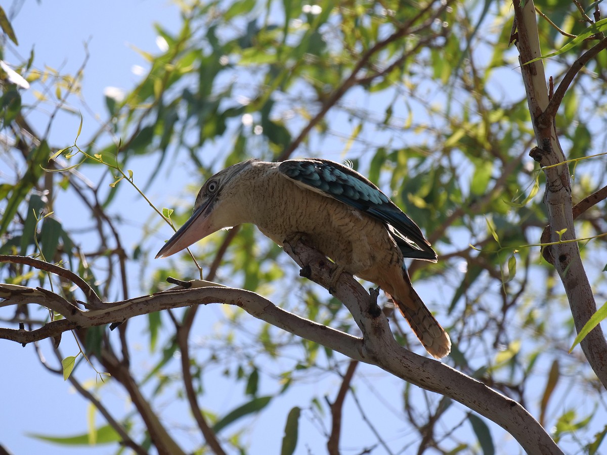Blue-winged Kookaburra - ML646105471