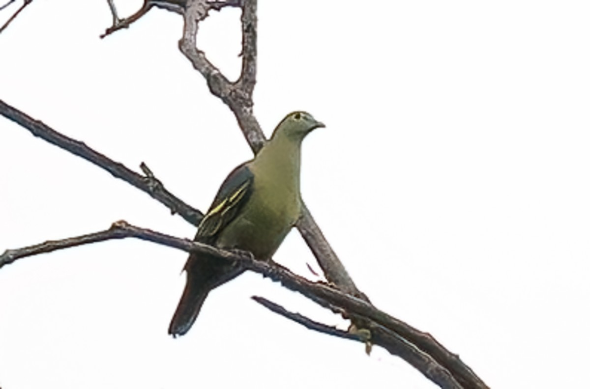 Gray-cheeked Green-Pigeon - ML646105472