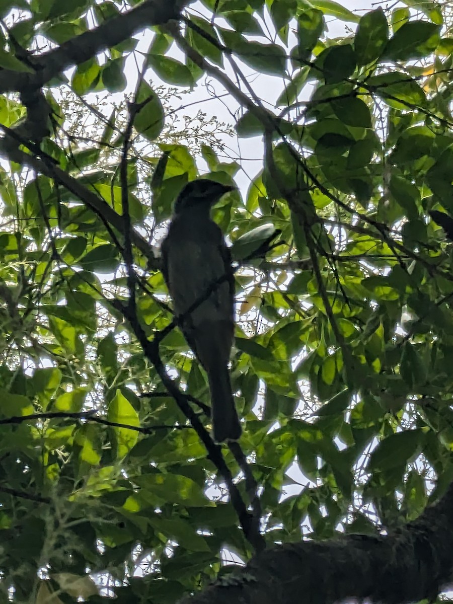 Yellow-faced Honeyeater - ML646105474