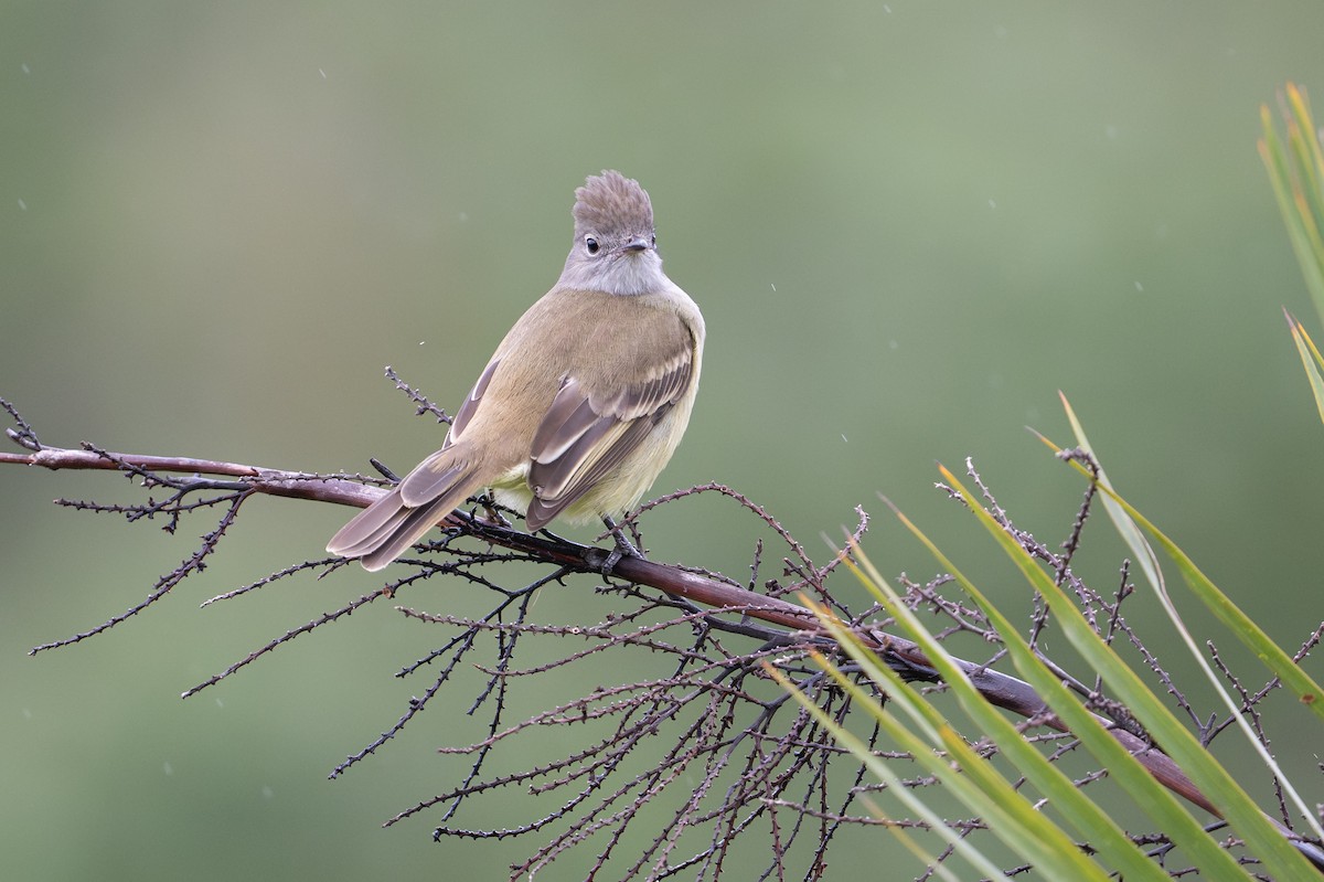 Yellow-bellied Elaenia - ML646105475