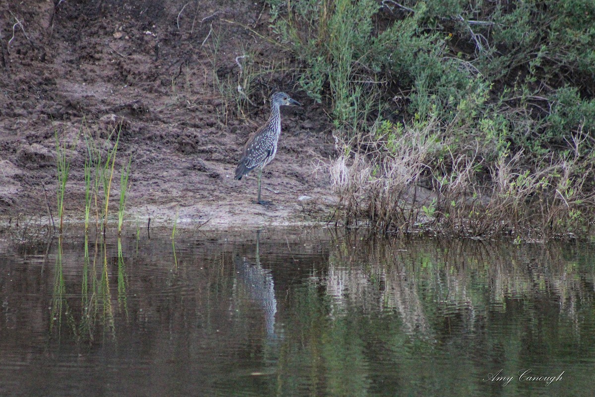 Yellow-crowned Night Heron - ML646105476