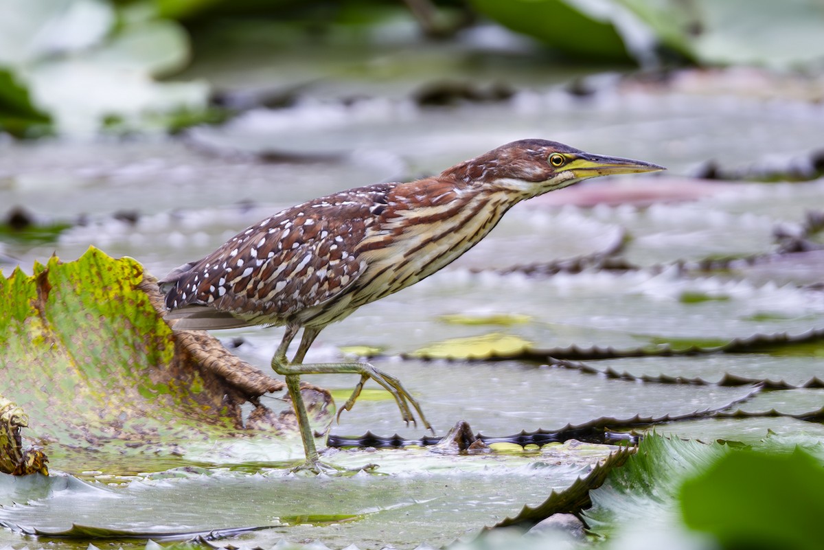 Schrenck's Bittern - ML646105482