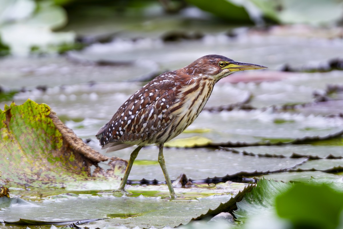 Schrenck's Bittern - ML646105483