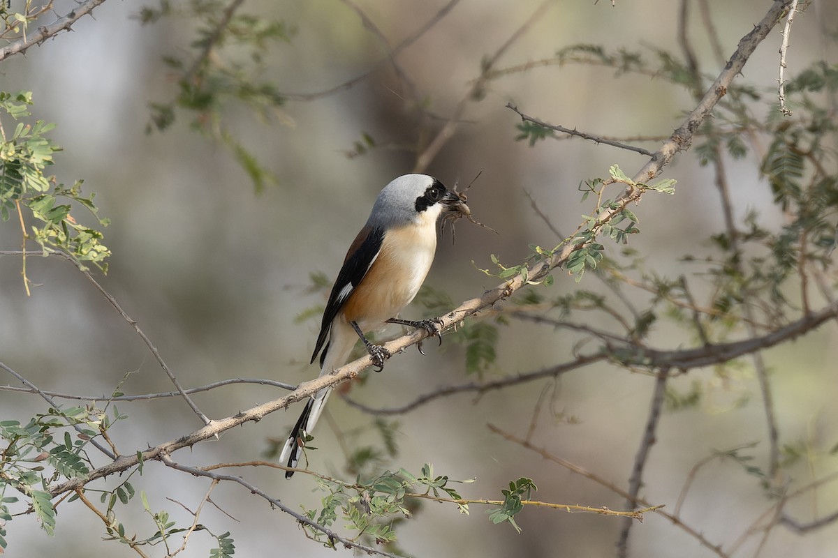 Great Gray Shrike - ML646105486