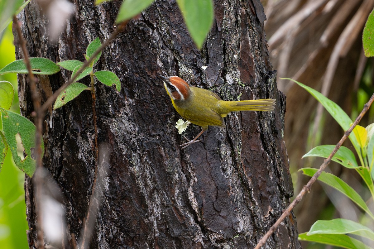Rufous-capped Warbler - ML646105489