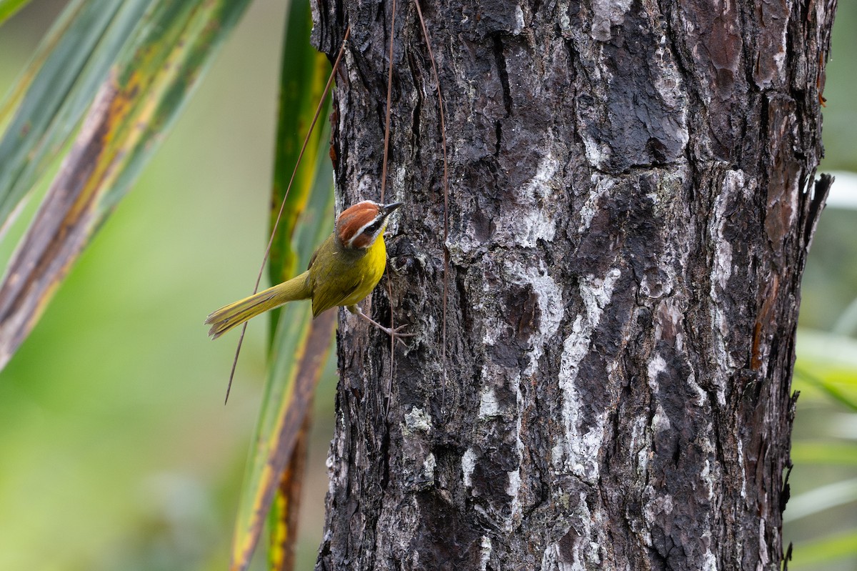 Rufous-capped Warbler - ML646105490