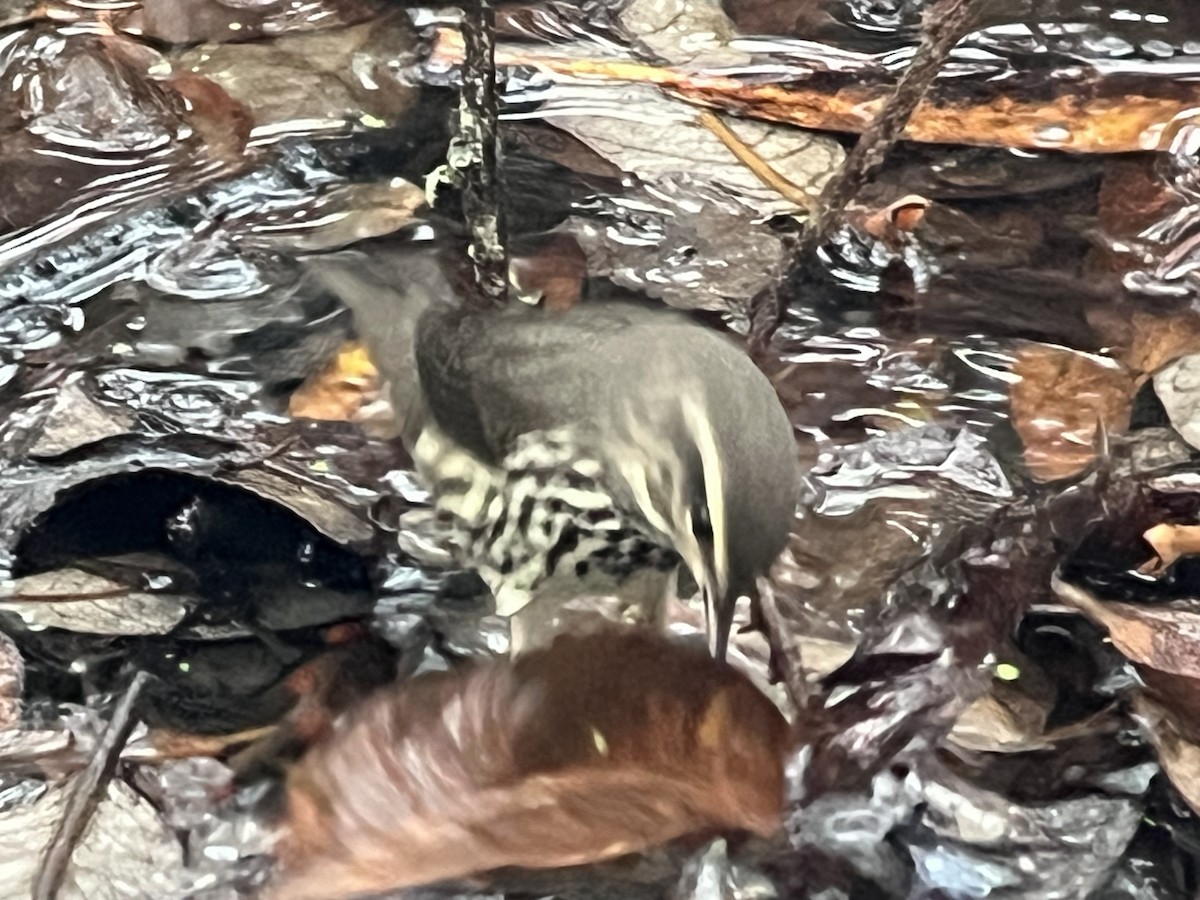 Northern Waterthrush - ML646105492