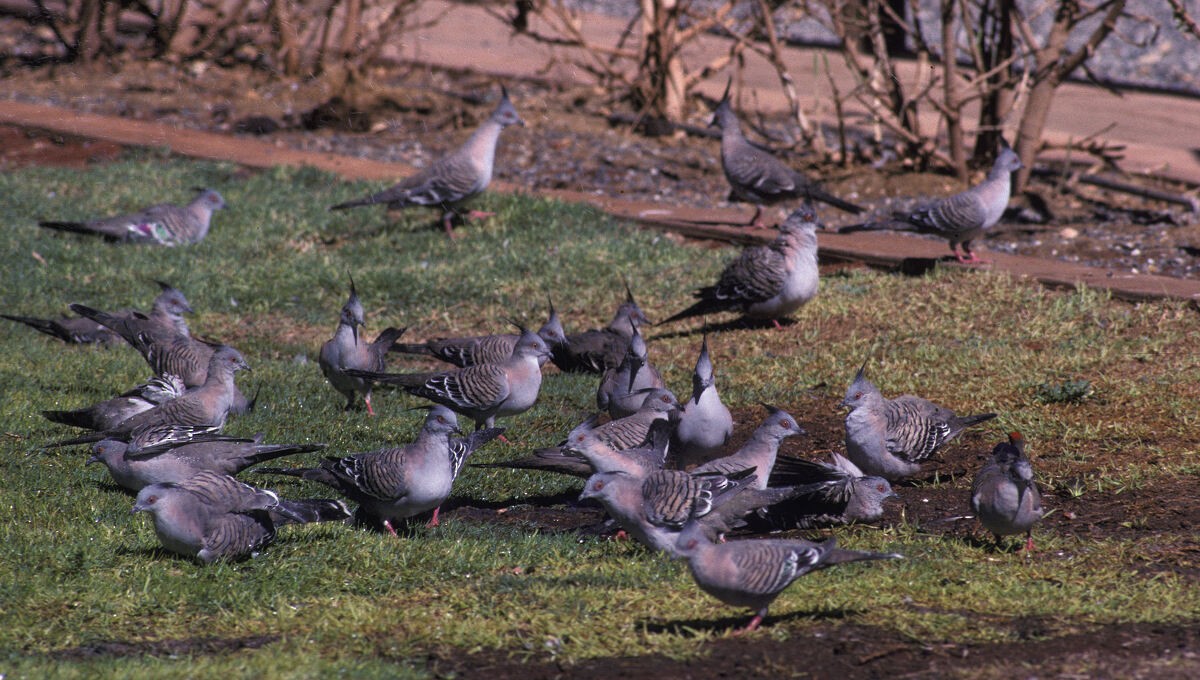Crested Pigeon - ML646105495