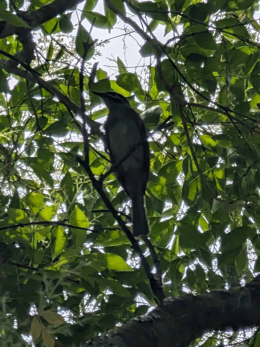 Yellow-faced Honeyeater - ML646105496