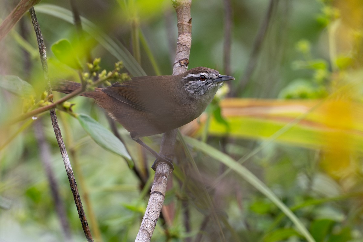 Cabanis's Wren - ML646105497