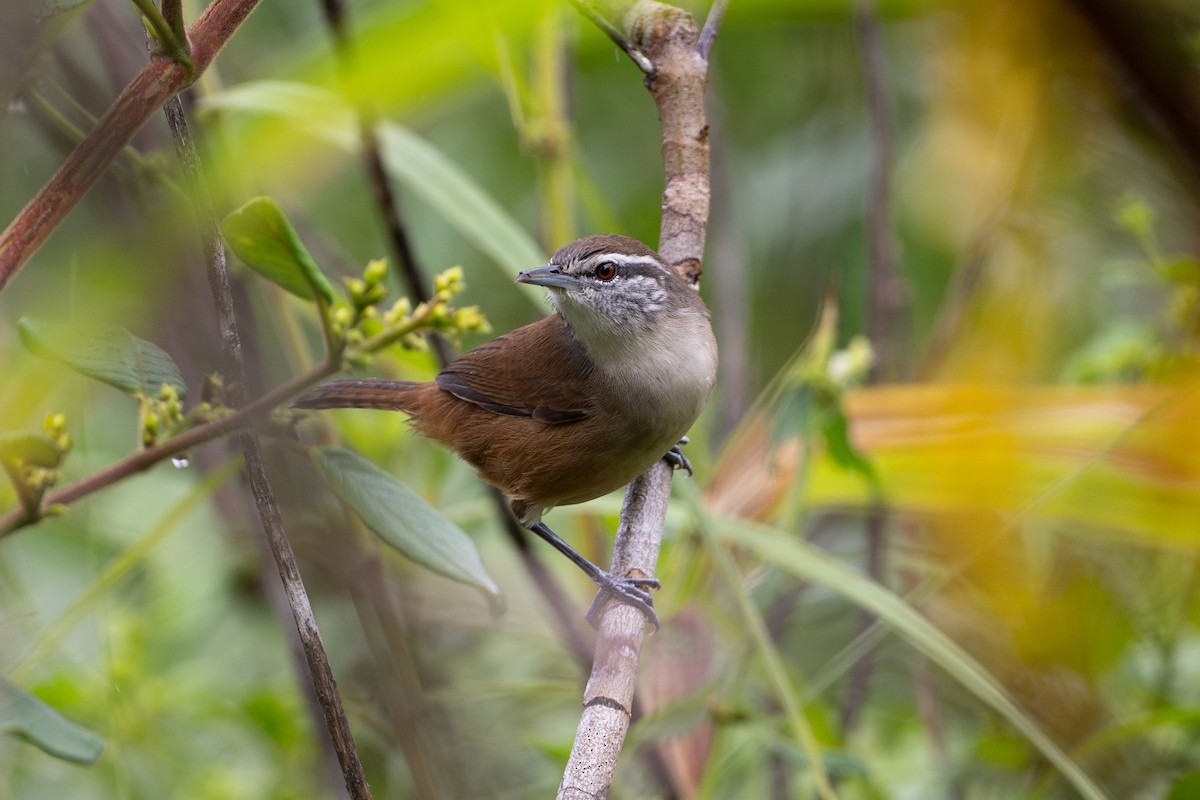 Cabanis's Wren - ML646105498