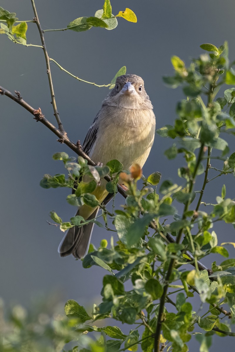 Black-headed Bunting - ML646105499