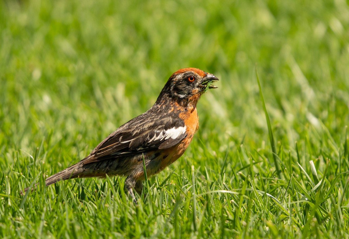 Rufous-tailed Plantcutter - ML646105500