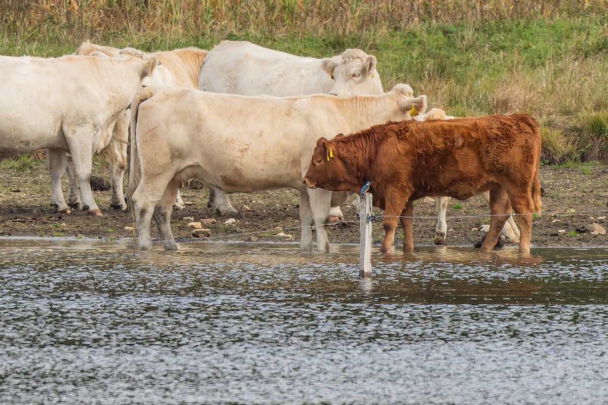 Common Kingfisher - ML646105501