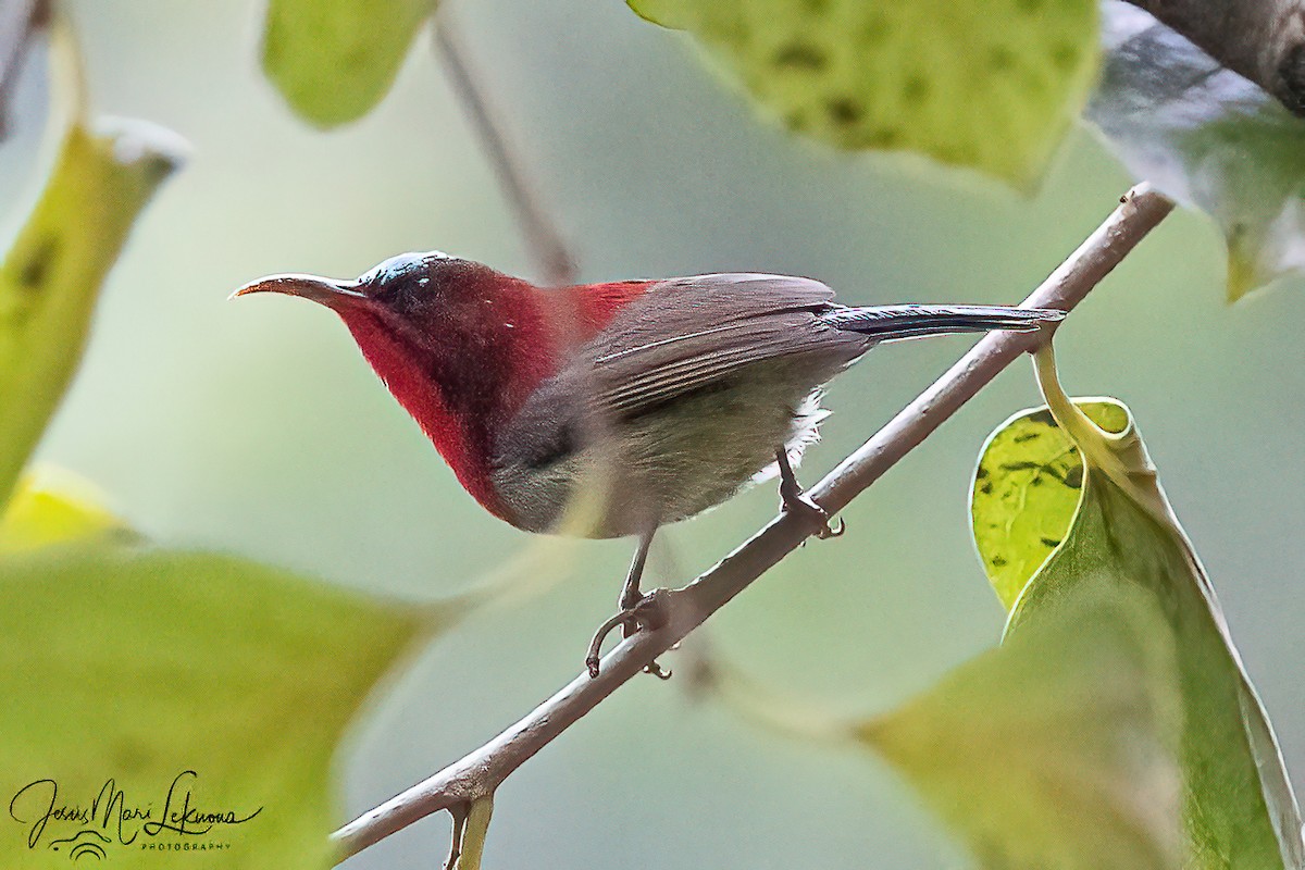 Crimson Sunbird - ML646105502