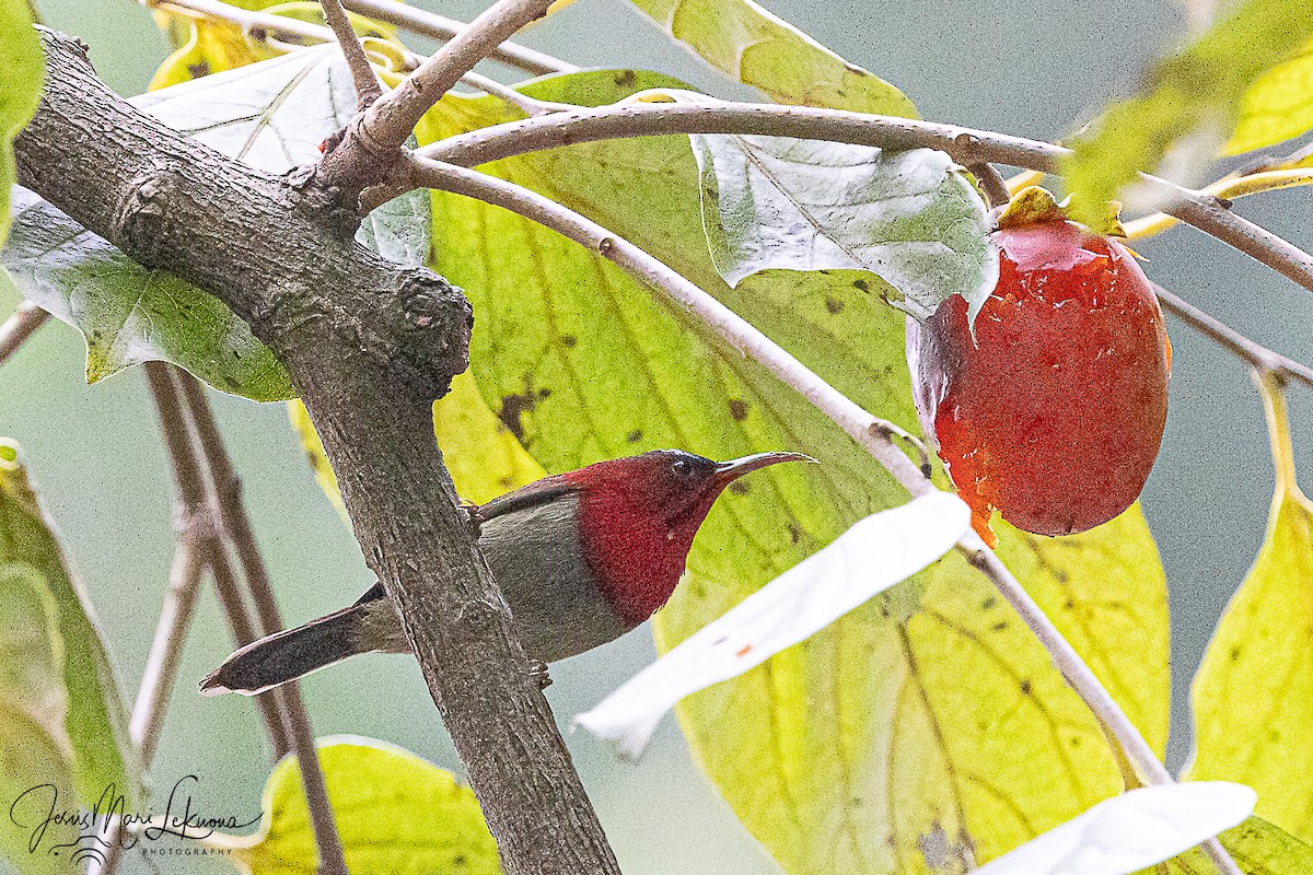 Crimson Sunbird - ML646105503