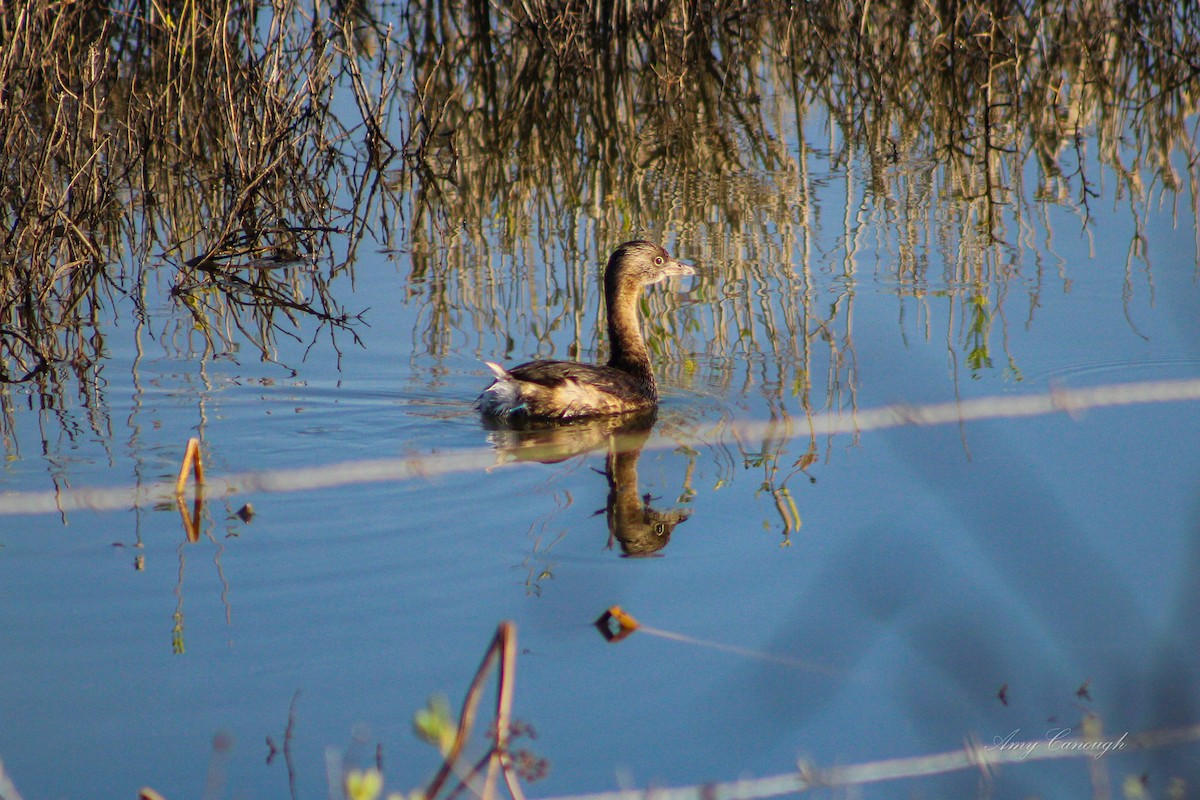 Pied-billed Grebe - ML646105504