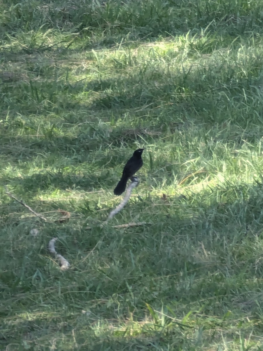 Willie-wagtail - ML646105505