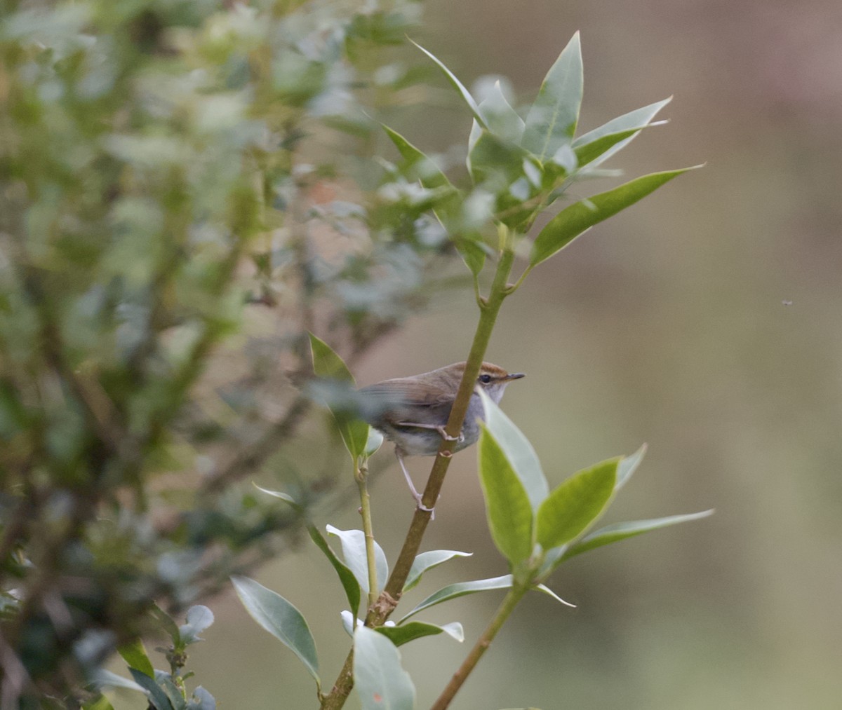 Gray-sided Bush Warbler - ML646105506