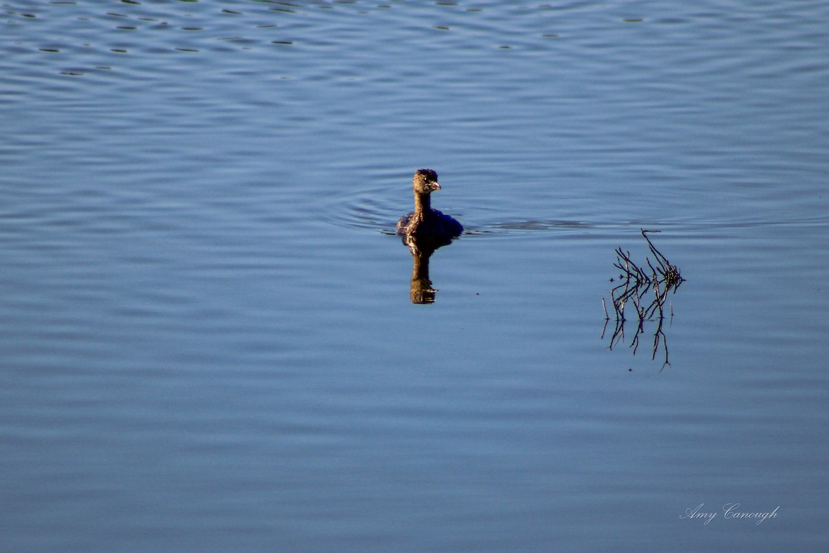 Pied-billed Grebe - ML646105508