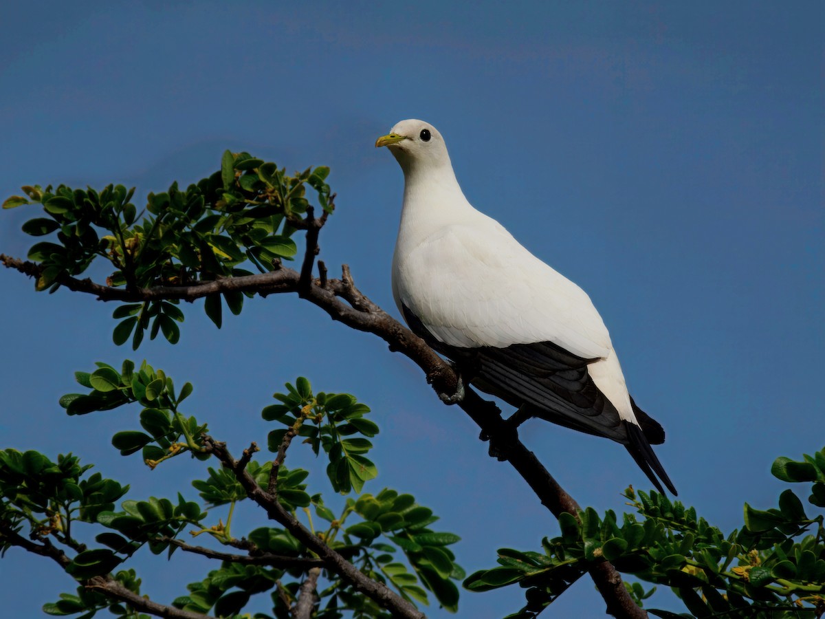 holub pobřežní - ML646105510