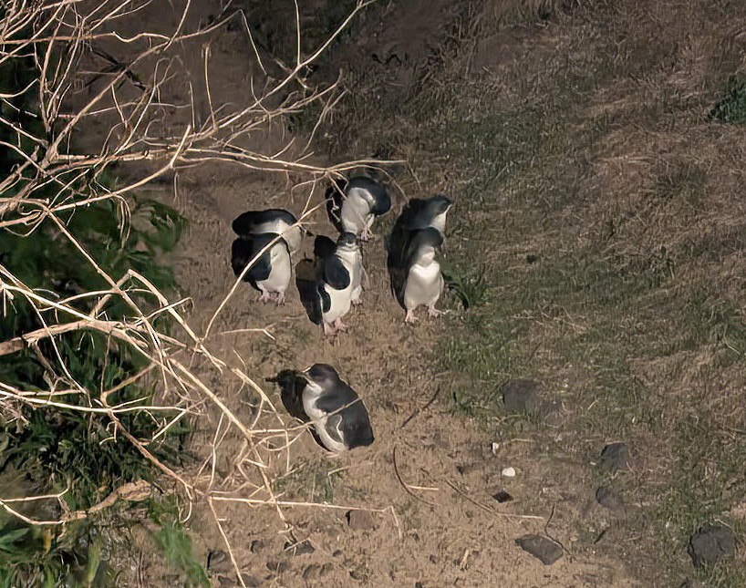 Малый пингвин - ML646105512