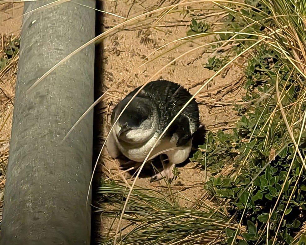 Малый пингвин - ML646105513