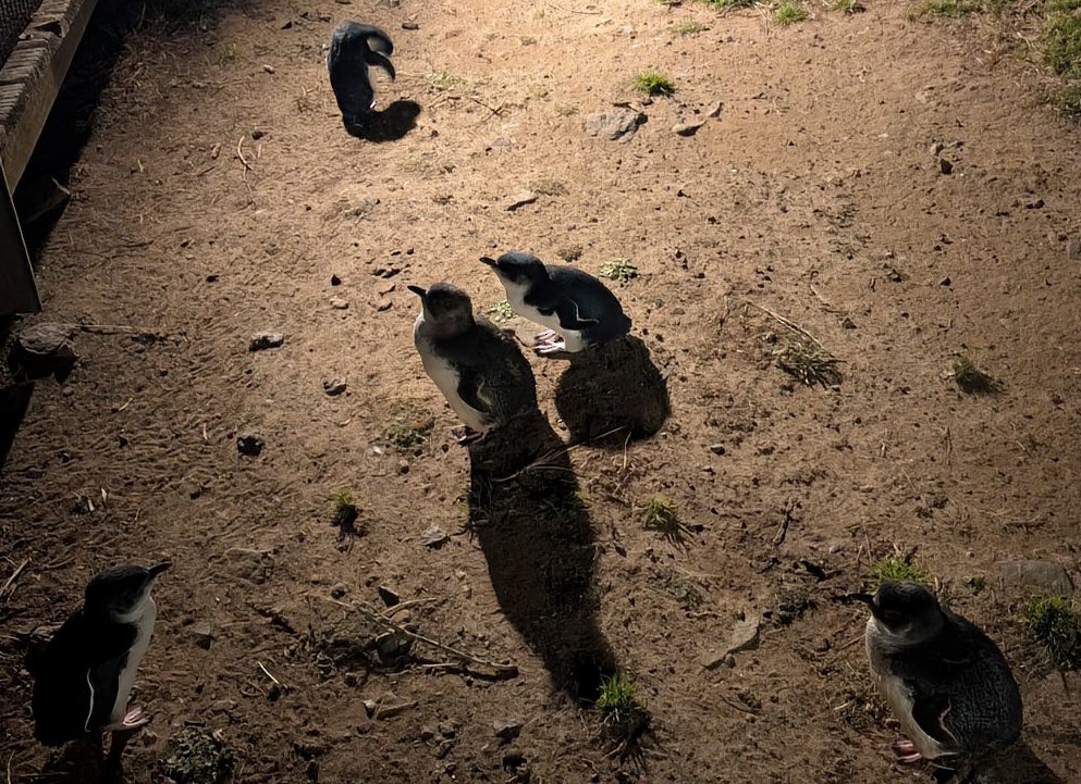 Малый пингвин - ML646105515