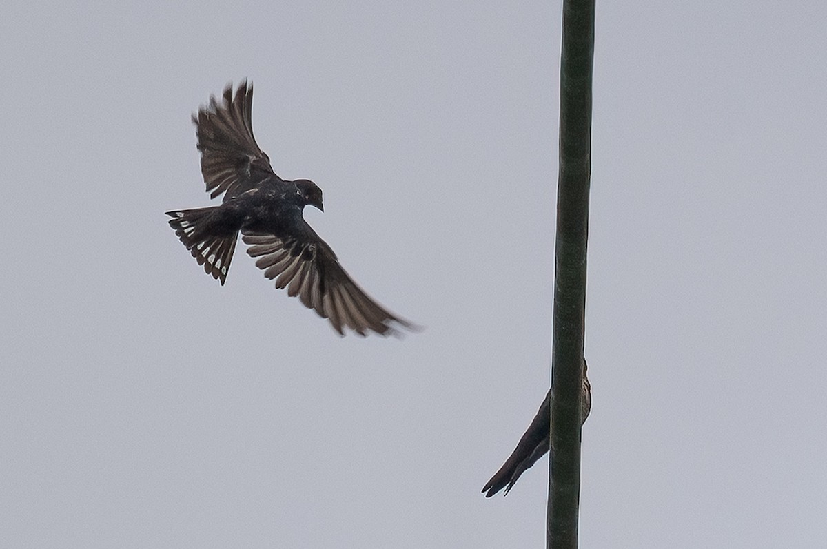Pacific Swallow - ML646105526