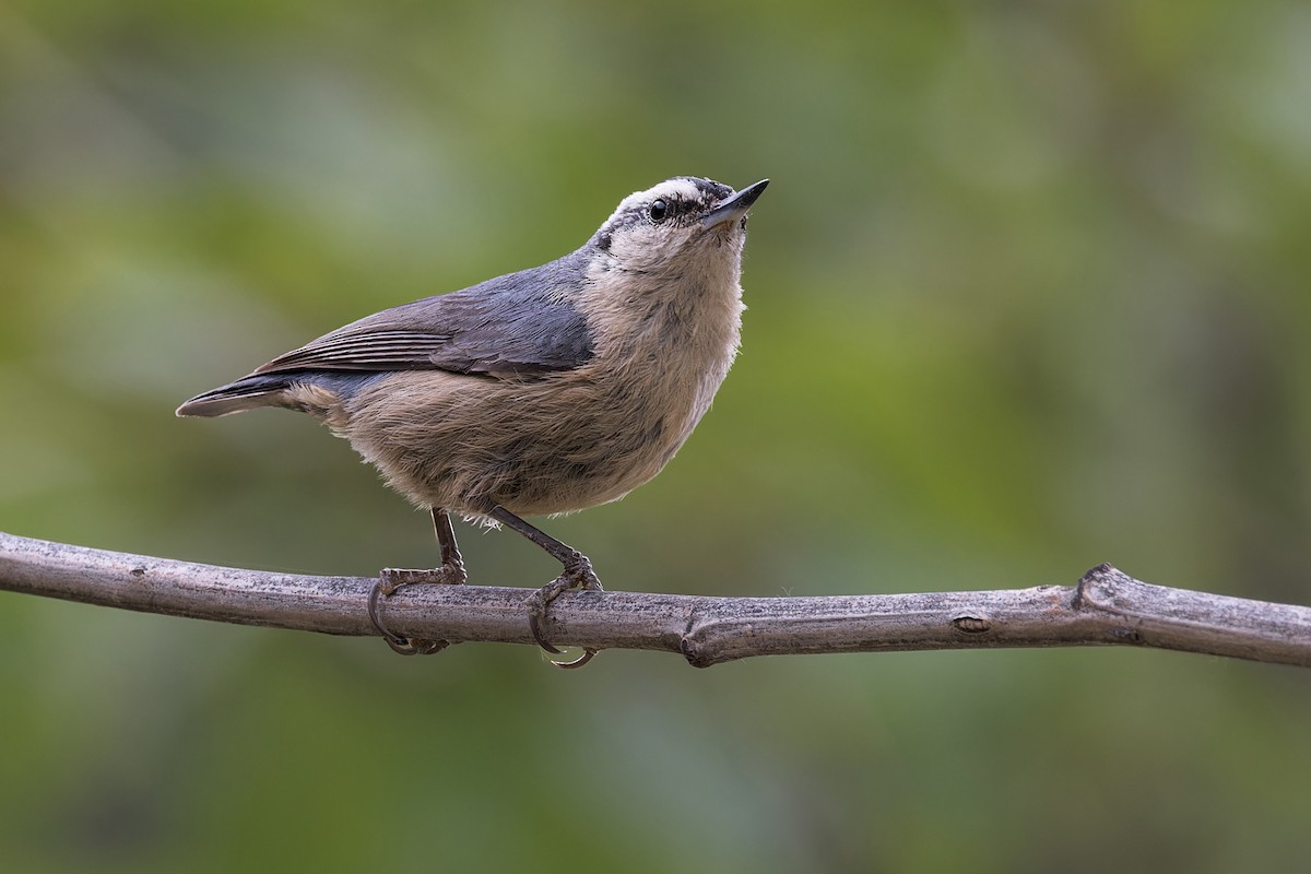 Snowy-browed Nuthatch - ML646105535