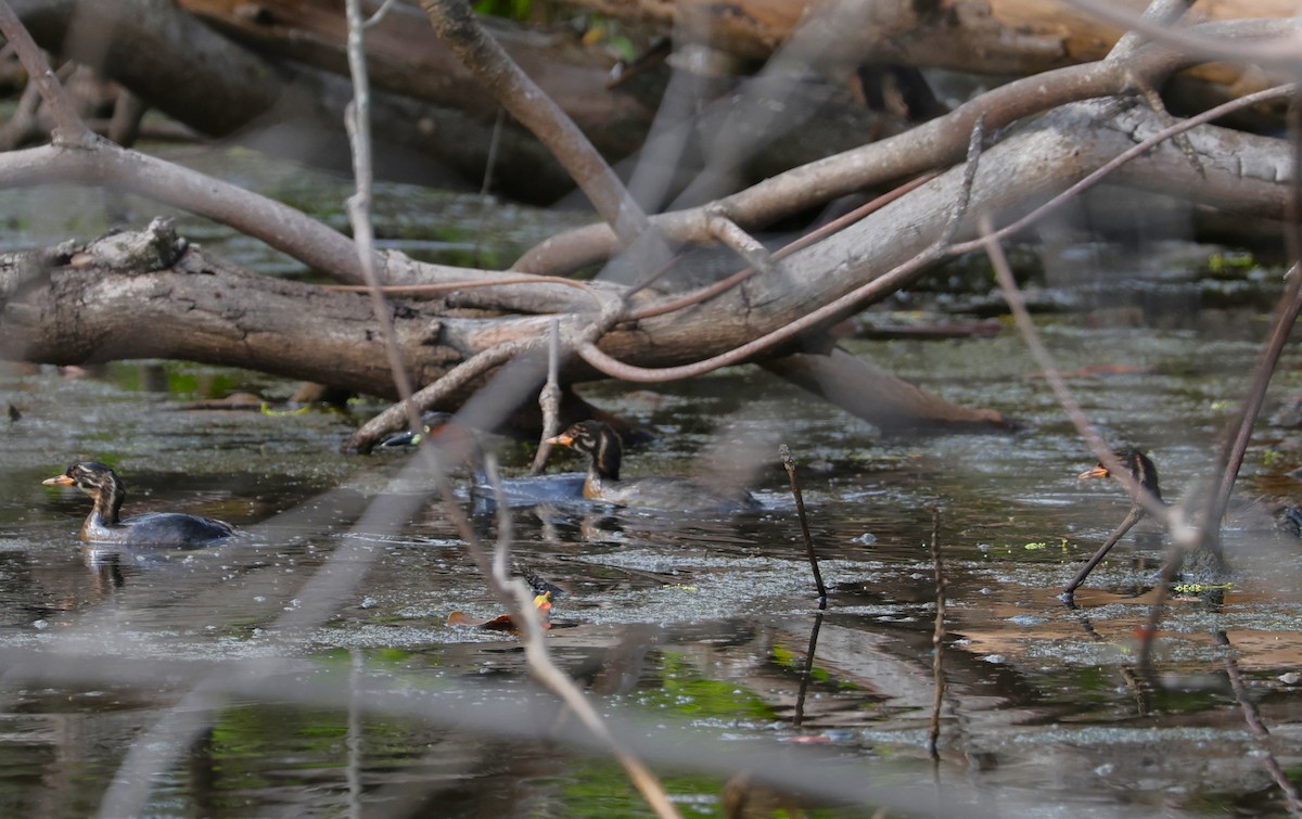 Хурган шунгуур - ML646105536