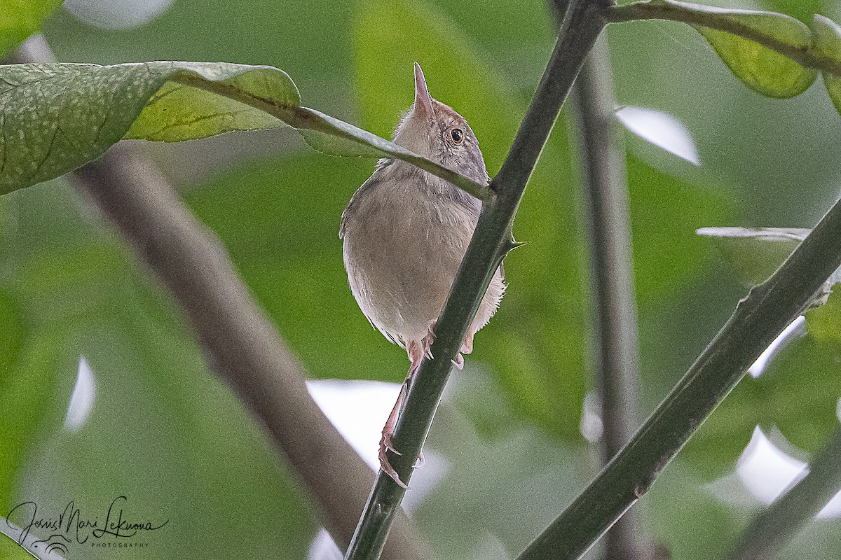 langstjertskredderfugl - ML646105537