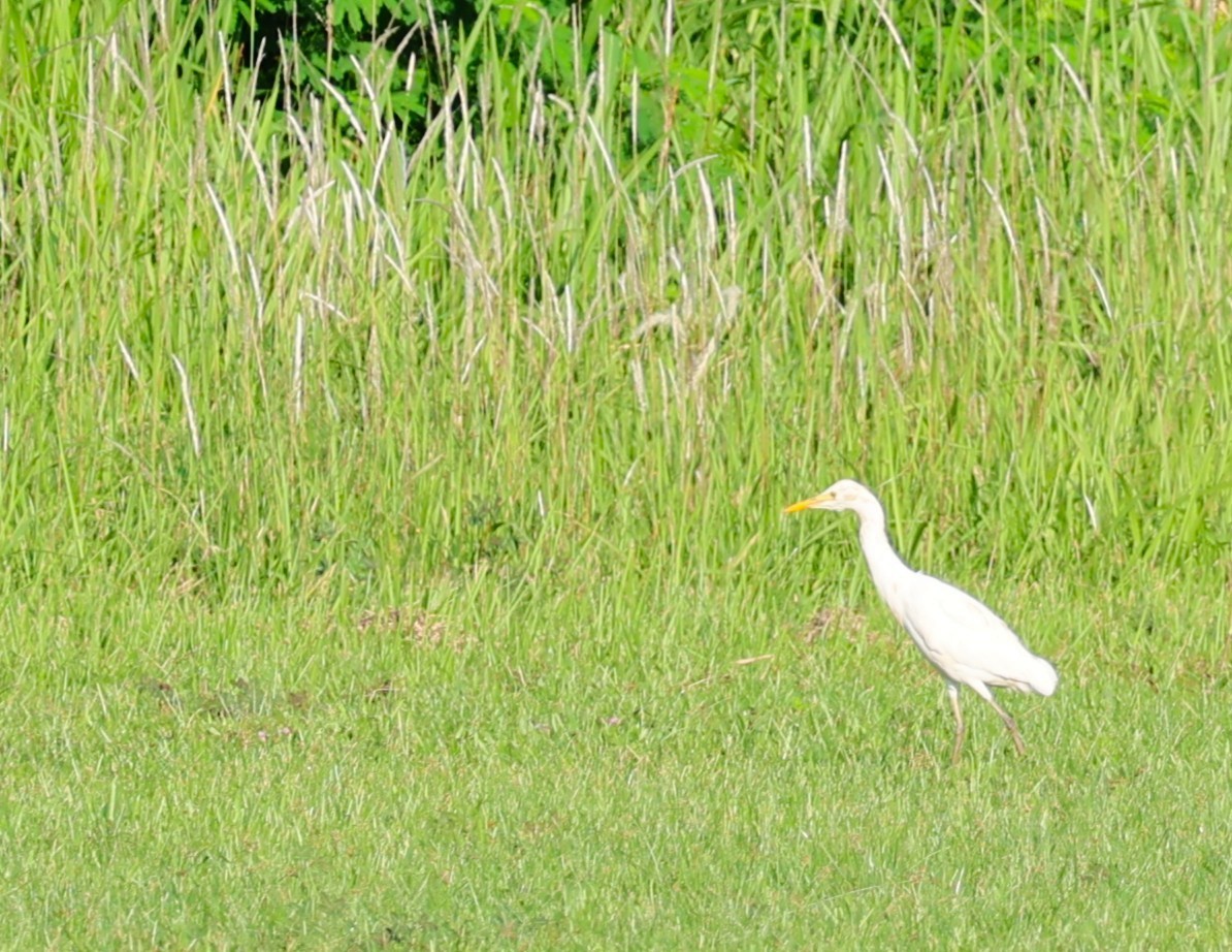 Eastern Cattle-Egret - ML646105539