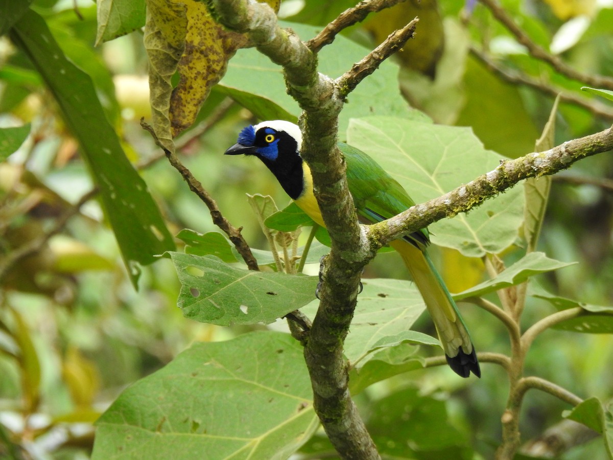 sojka zelenavá [skupina yncas] - ML646105540