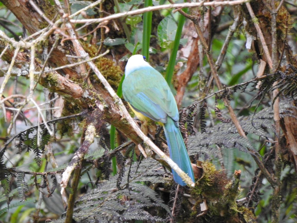 インカサンジャク（yncas グループ） - ML646105541