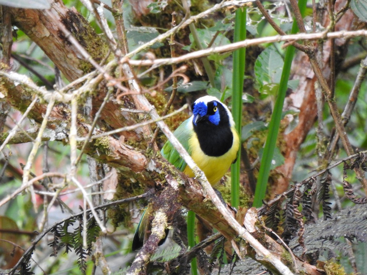 sojka zelenavá [skupina yncas] - ML646105542