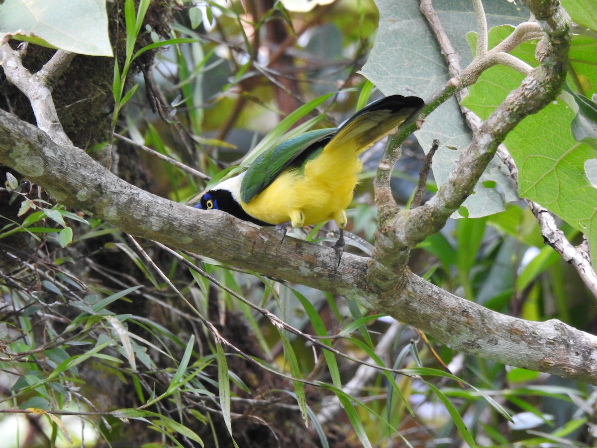 インカサンジャク（yncas グループ） - ML646105543