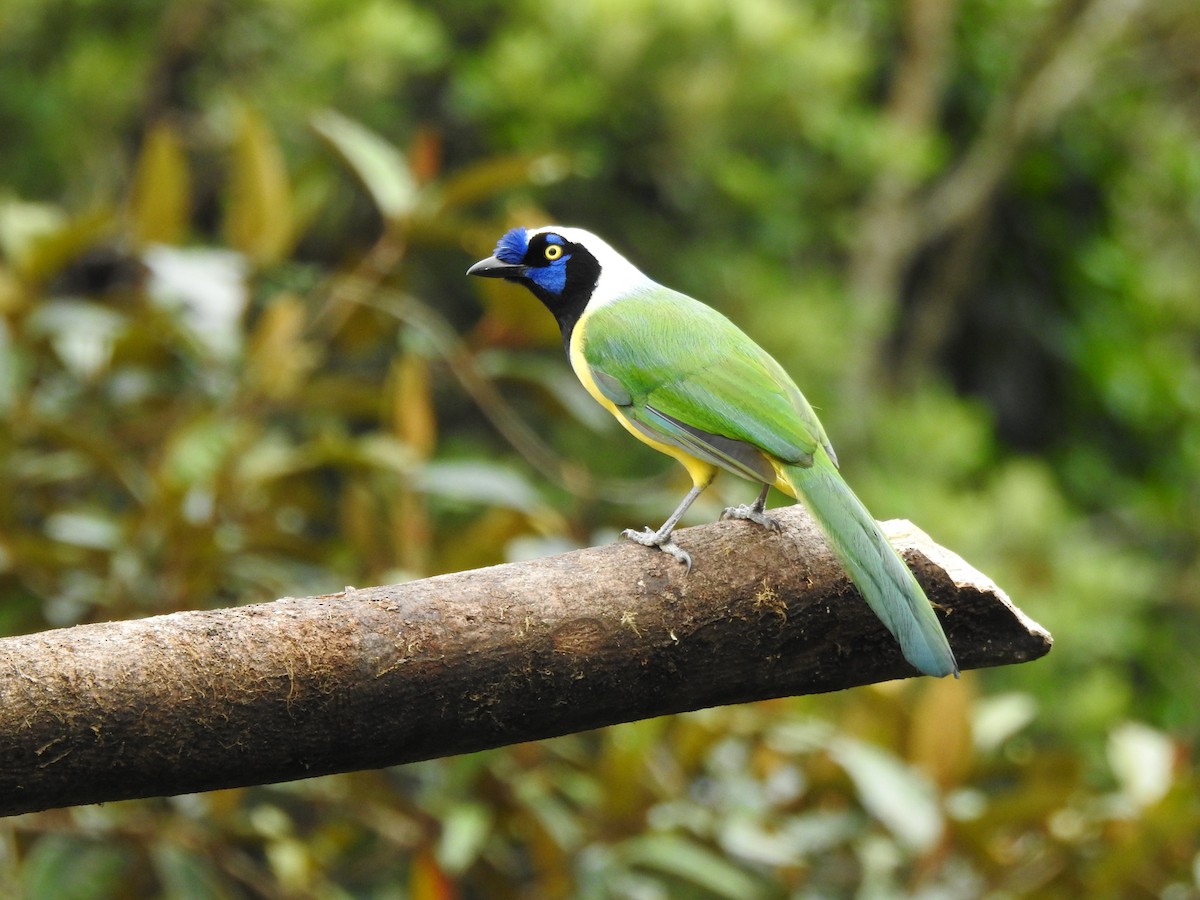 インカサンジャク（yncas グループ） - ML646105544