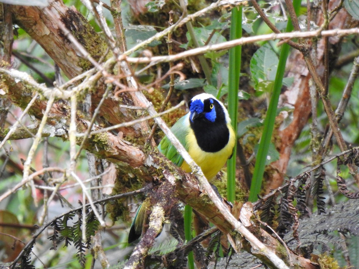 インカサンジャク（yncas グループ） - ML646105545