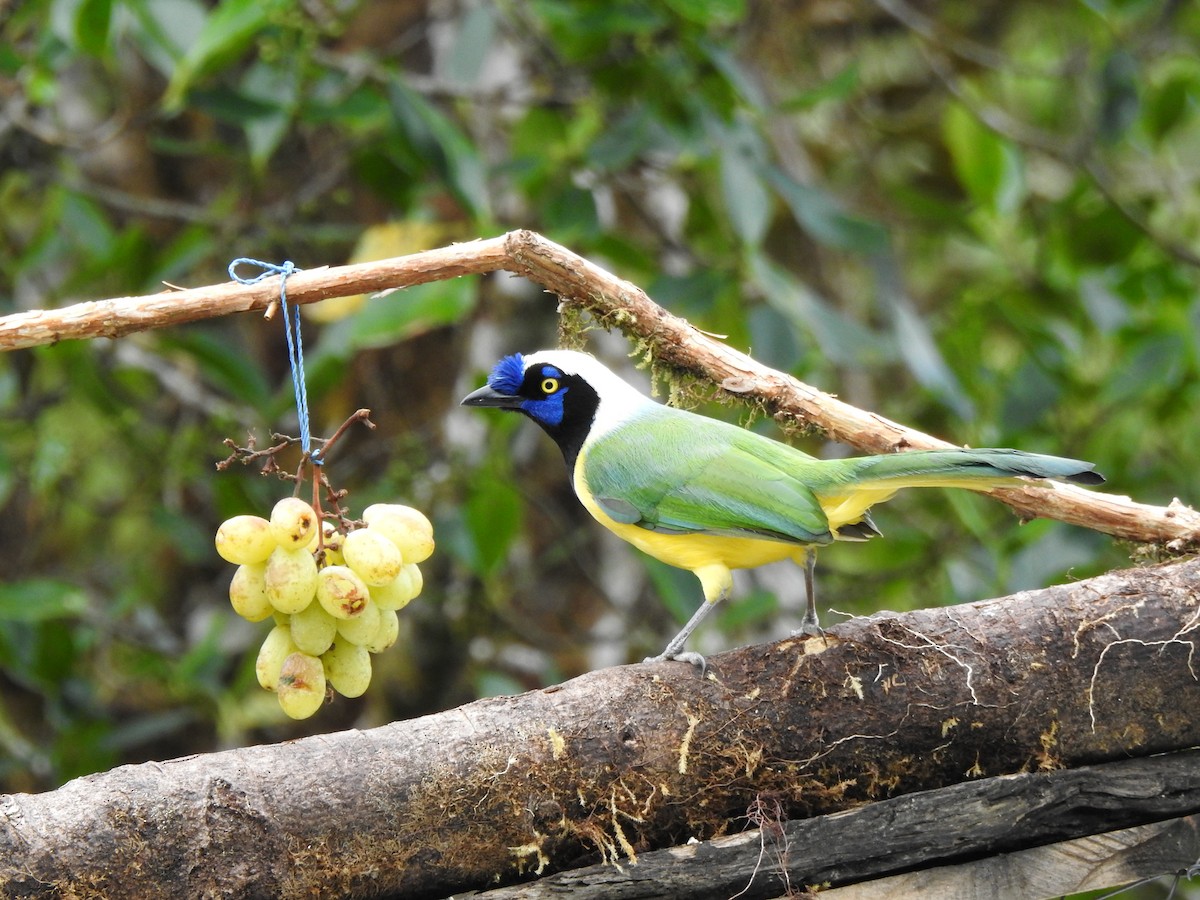 インカサンジャク（yncas グループ） - ML646105546