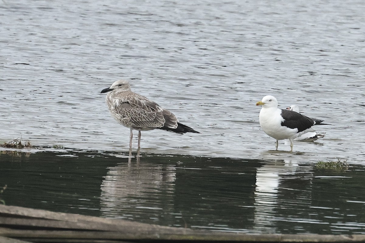 ニシセグロカモメ - ML646105547