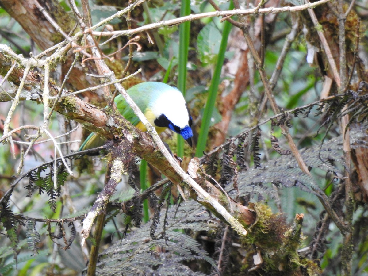 インカサンジャク（yncas グループ） - ML646105548