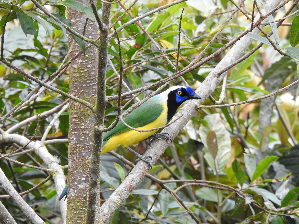 インカサンジャク（yncas グループ） - ML646105549