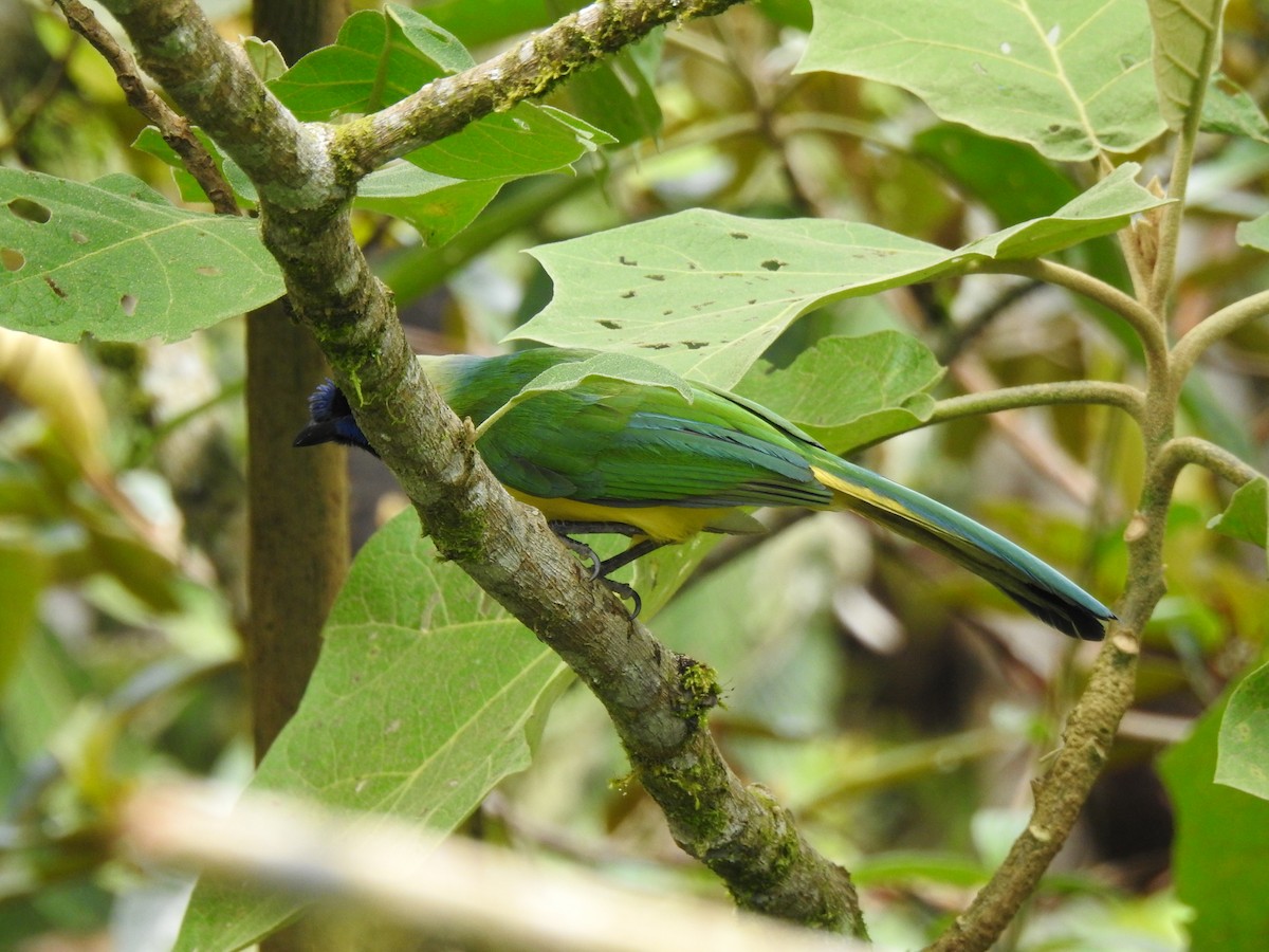 インカサンジャク（yncas グループ） - ML646105550